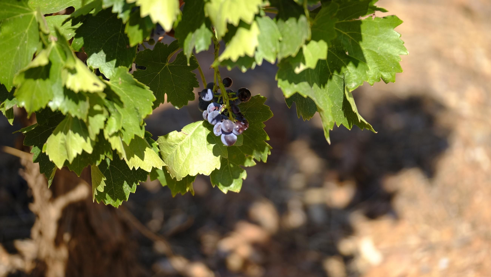 La vendimia en la Bodega Cortijo del Cura de Laujar, en imágenes