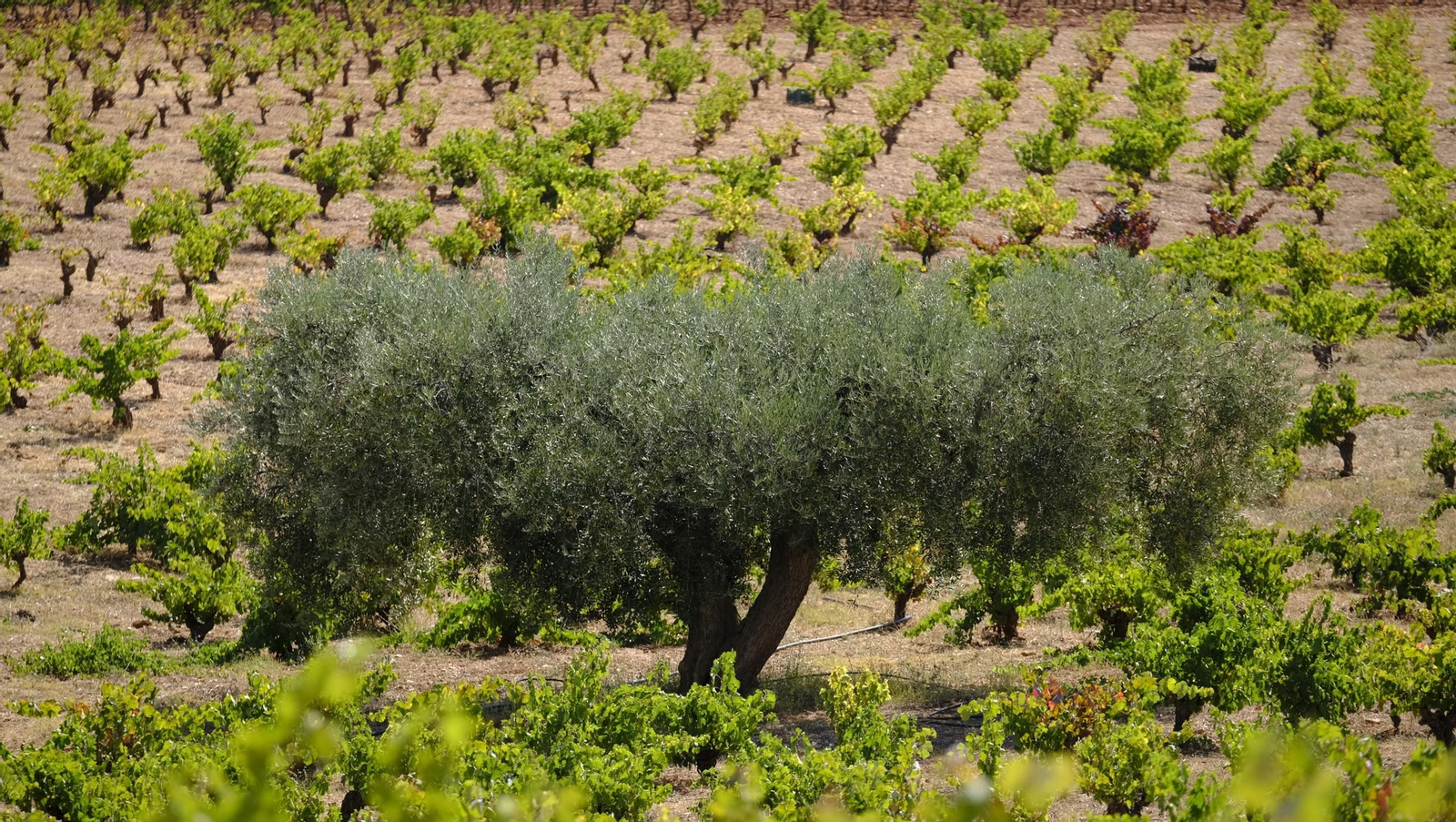 La vendimia en la Bodega Cortijo del Cura de Laujar, en imágenes