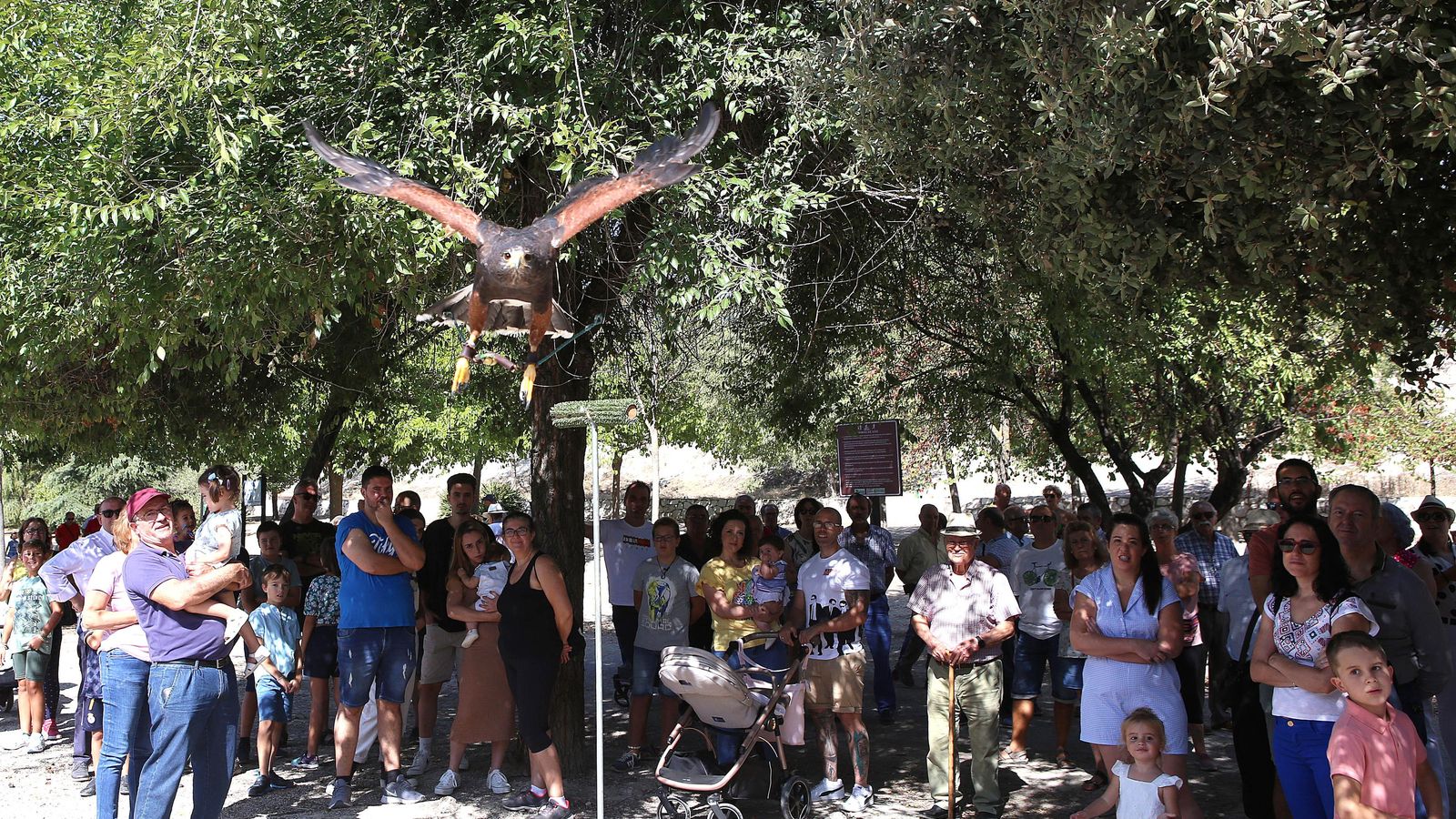 Exhibición de aves rapaces.