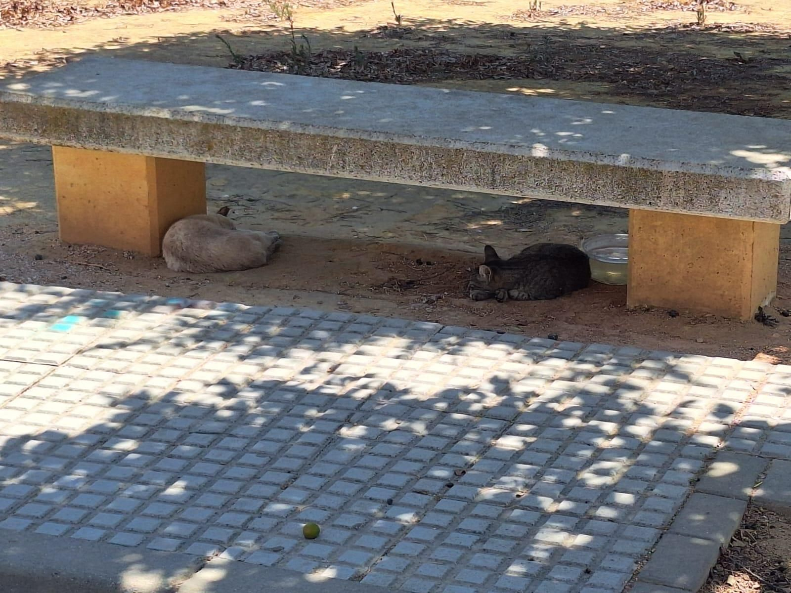 Gatos en la zona de Sodepo de Puente Genil.