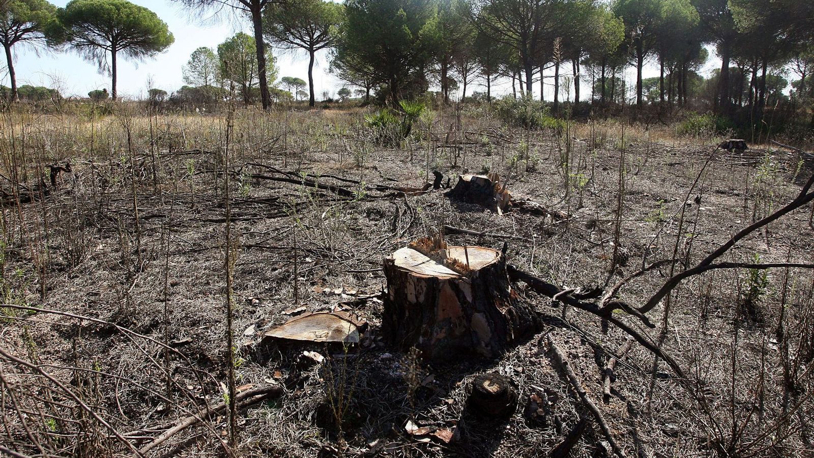 Superficie donde irá instalado el proyecto Ceus en Moguer.