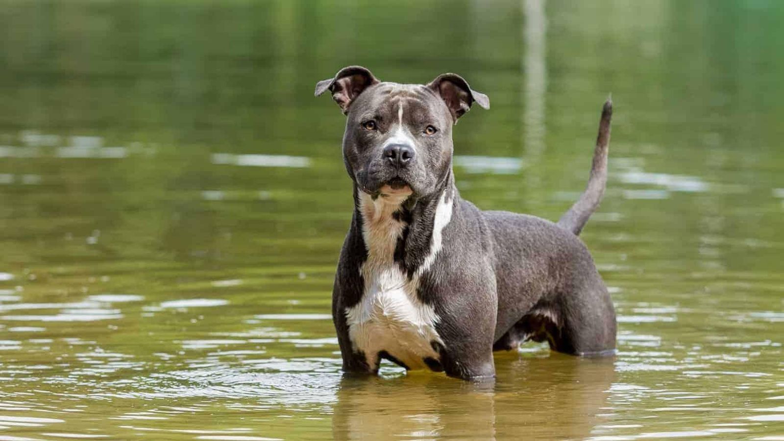 American-Staffordshire-Terrier