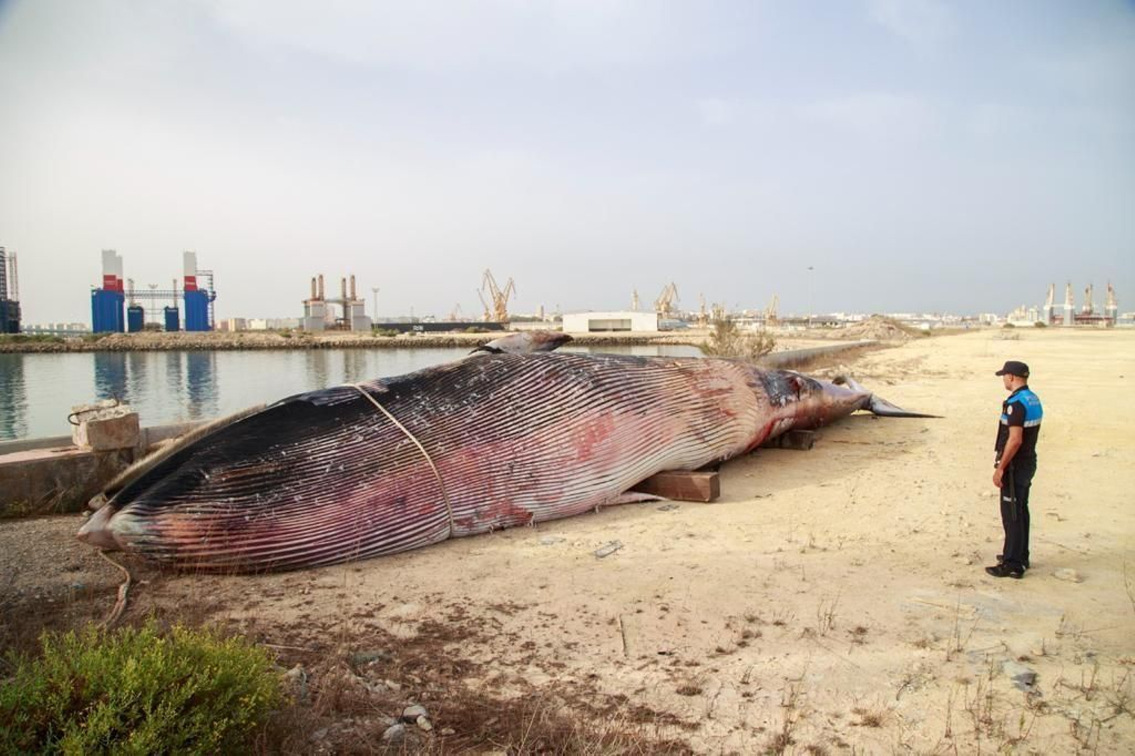 Aparece muerta una ballena en el puerto de Cádiz