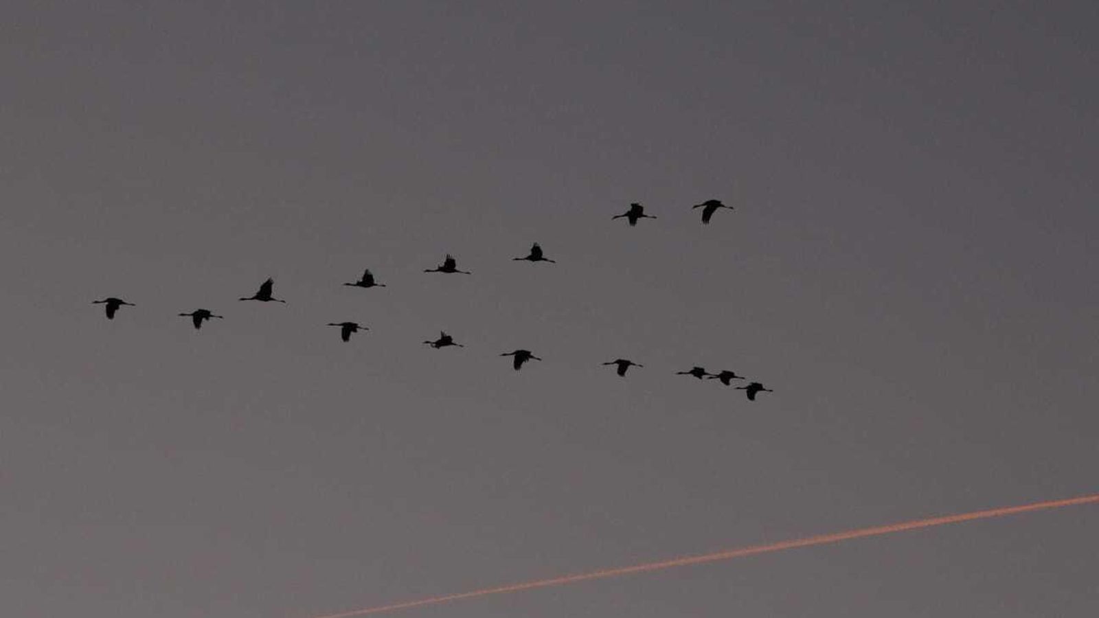 Desplazamiento en uve sobre el cielo pedrocheño.