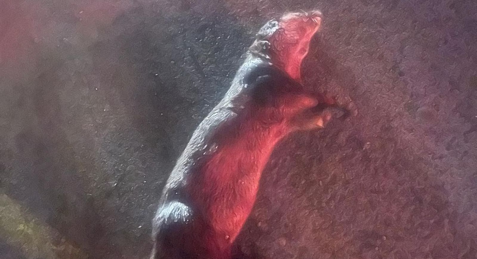 Cadáver de la nutria junto en el muelle de Small Boats Marina.