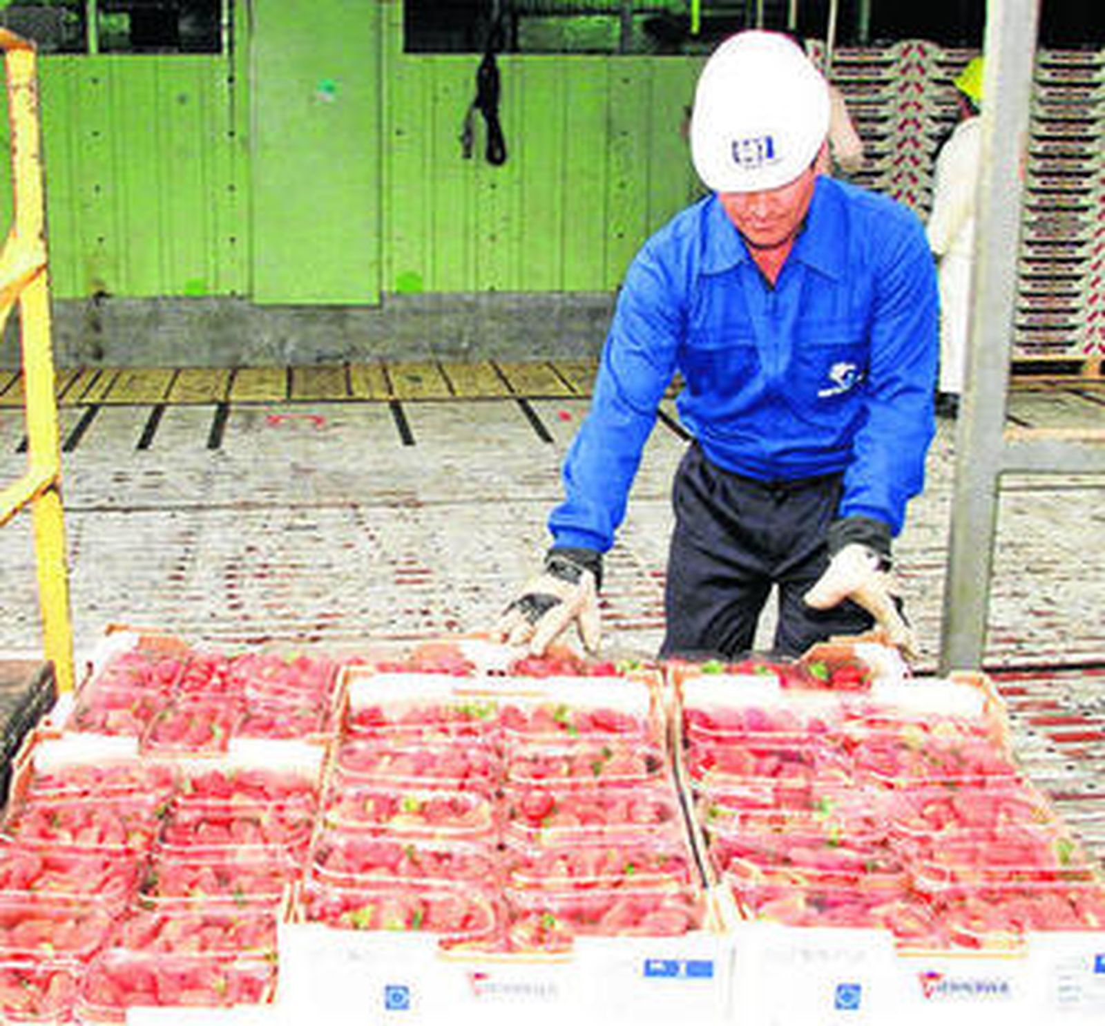Un operario prepara un cargamento de fresas para vender en el exterior.