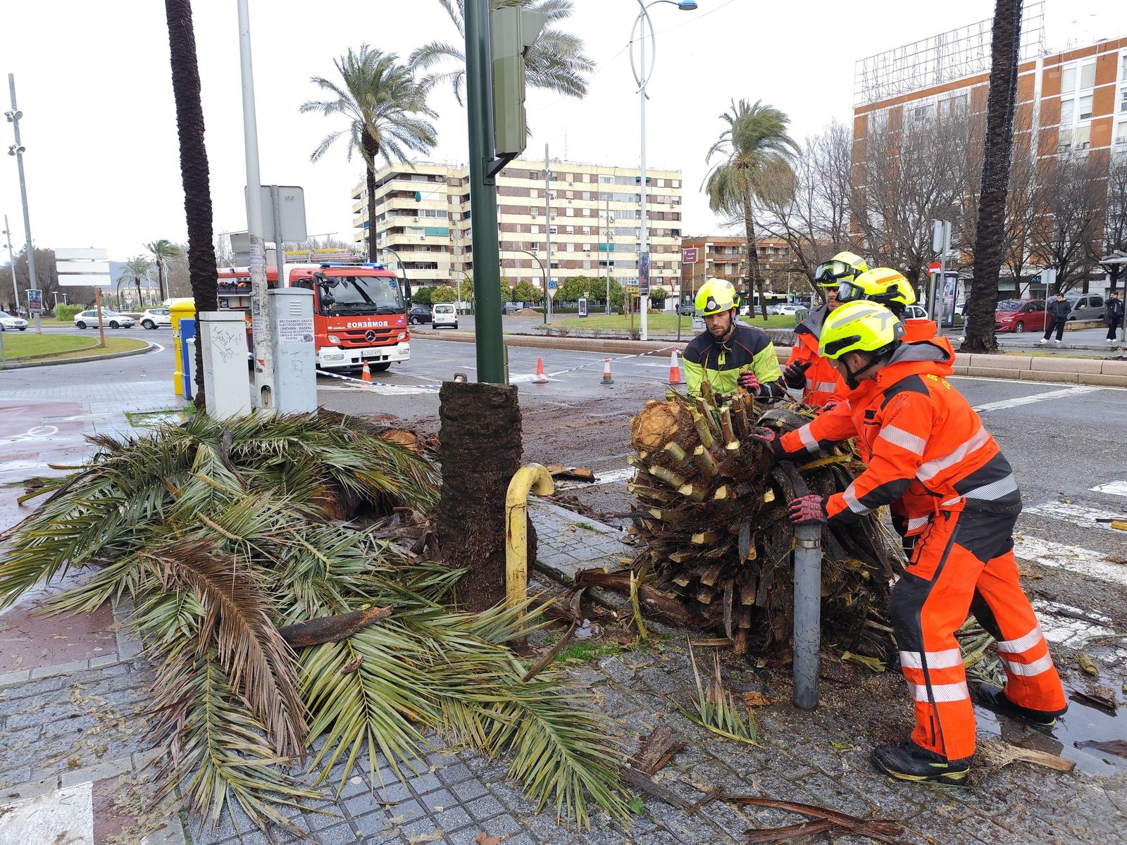 Los bomberos trocean una palmera partida junto a la plaza de Andalucía.