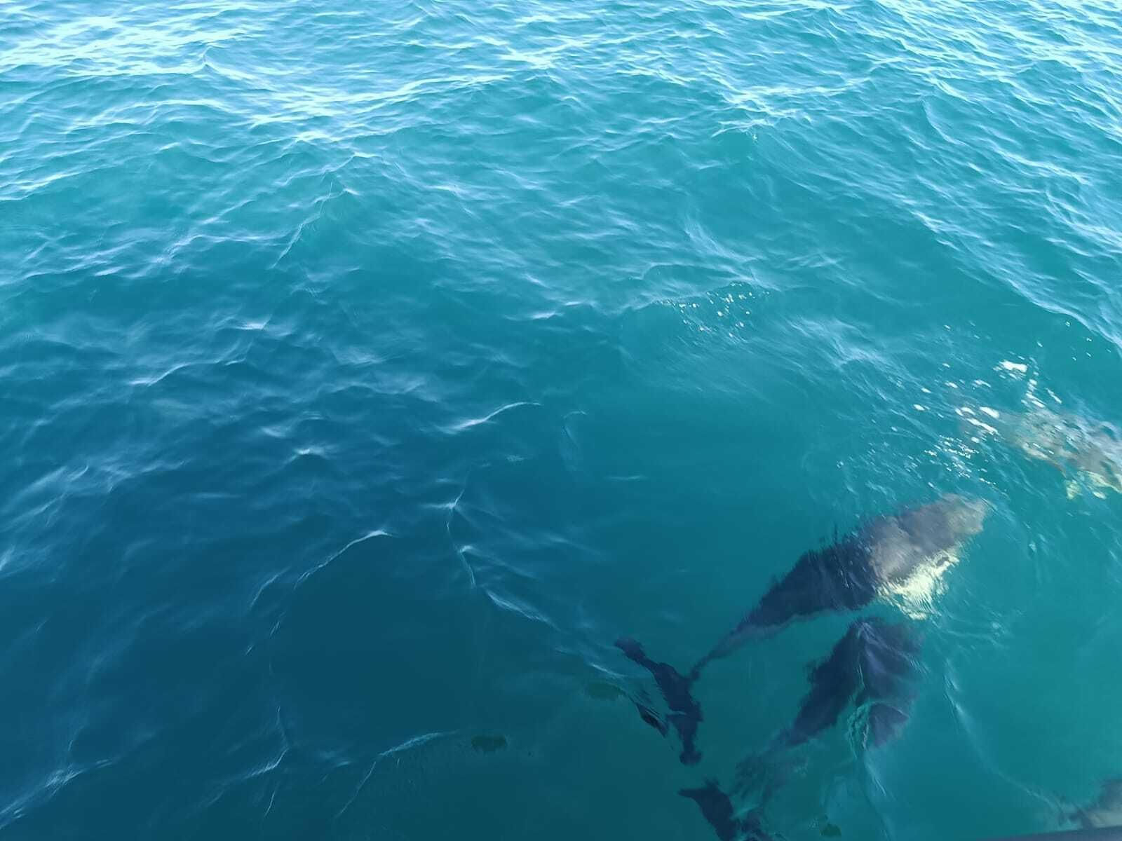 Avsitamiento de delfines en el Campo de Gibraltar