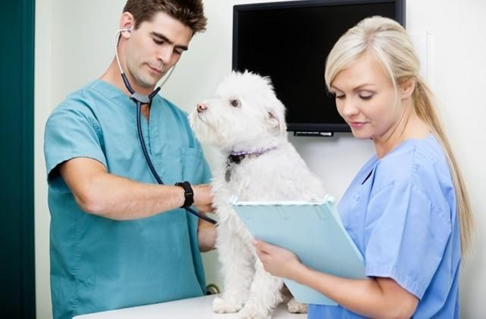 Día Mundial de la Veterinaria: qué se celebra