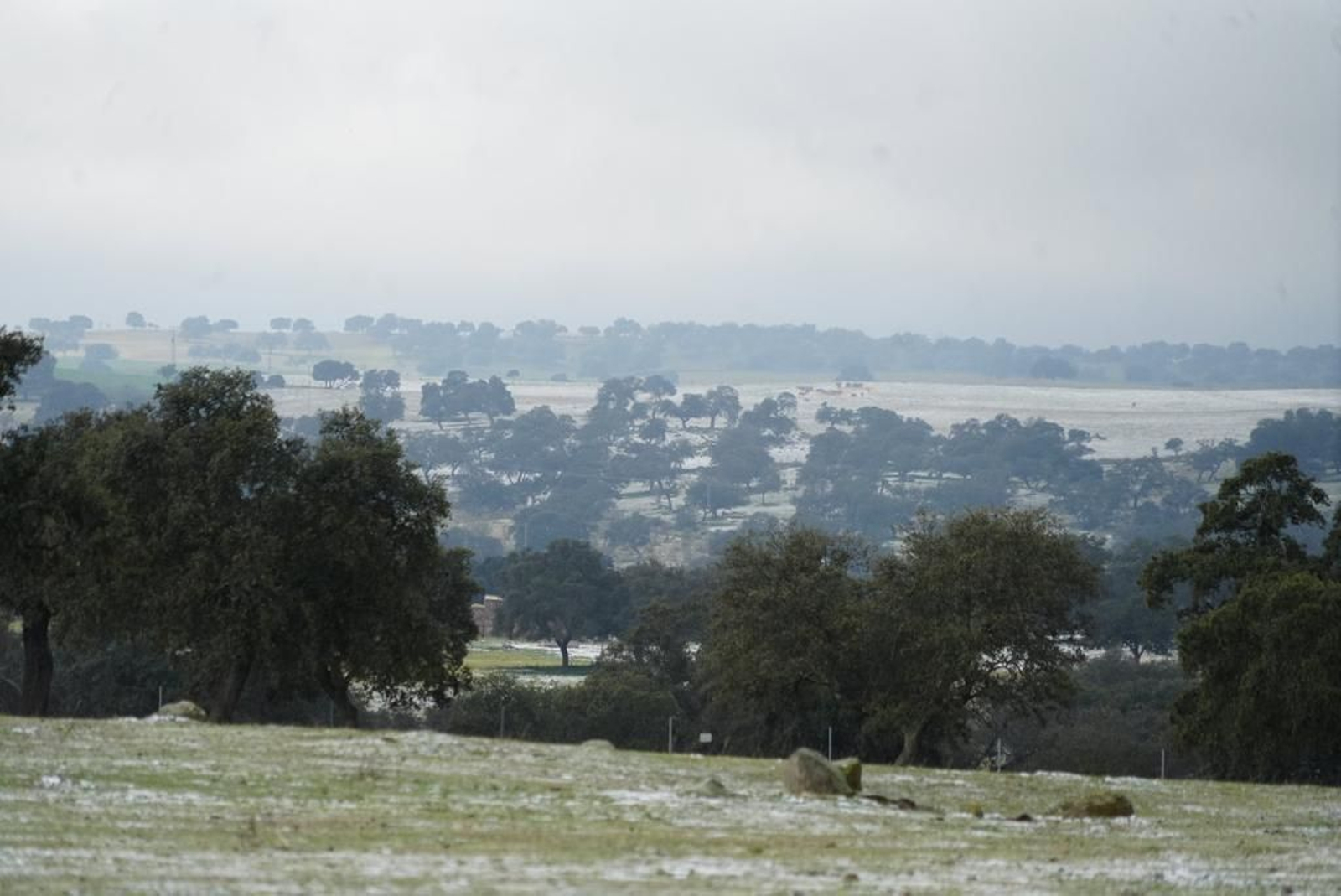 Vista de la dehesa de Pozoblanco. Primeros copos de nieve en la dehesa.