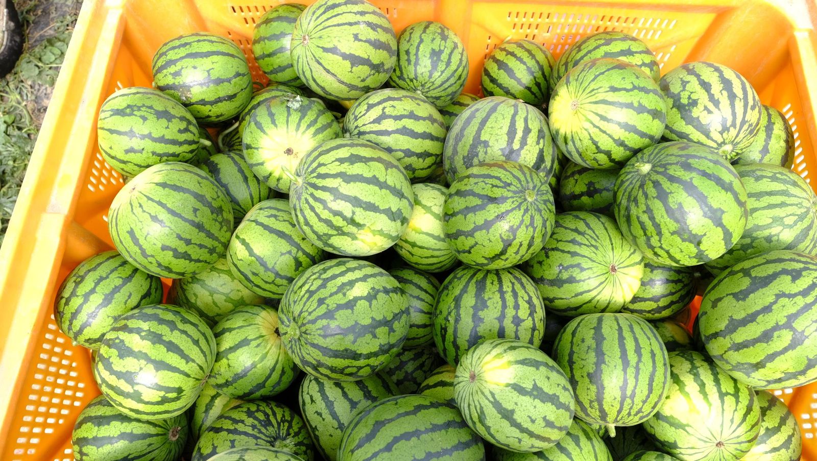 Imágenes de las primeras sandías que salen de Almería esta campaña