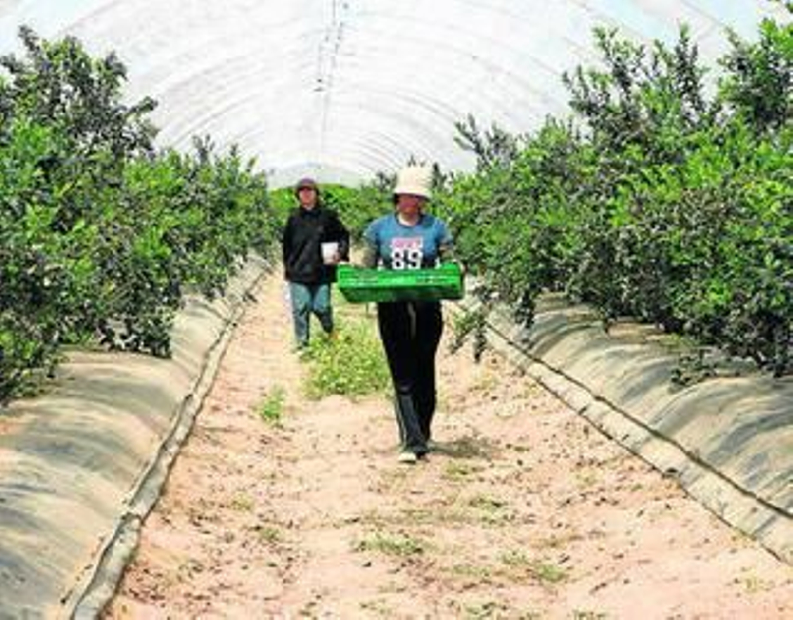 Una plantación de arándanos en el término municipal de Almonte.