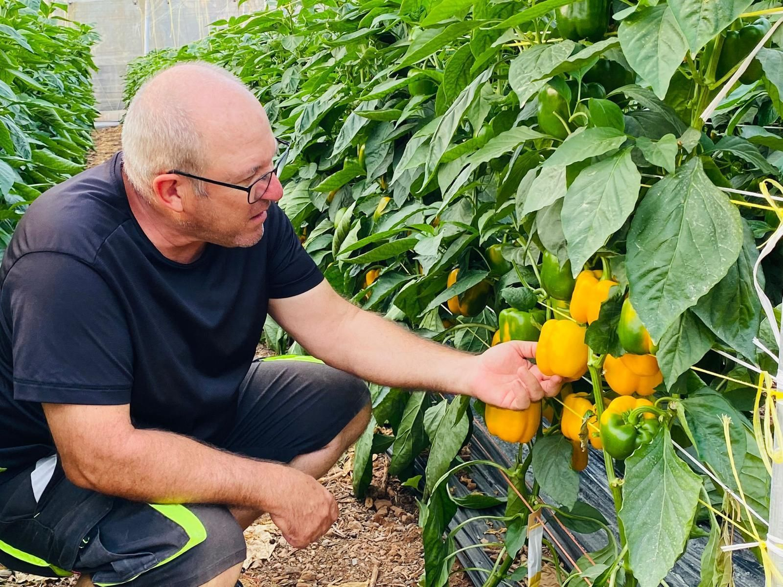 El concejal de agricultura en una plantación de pimientos.