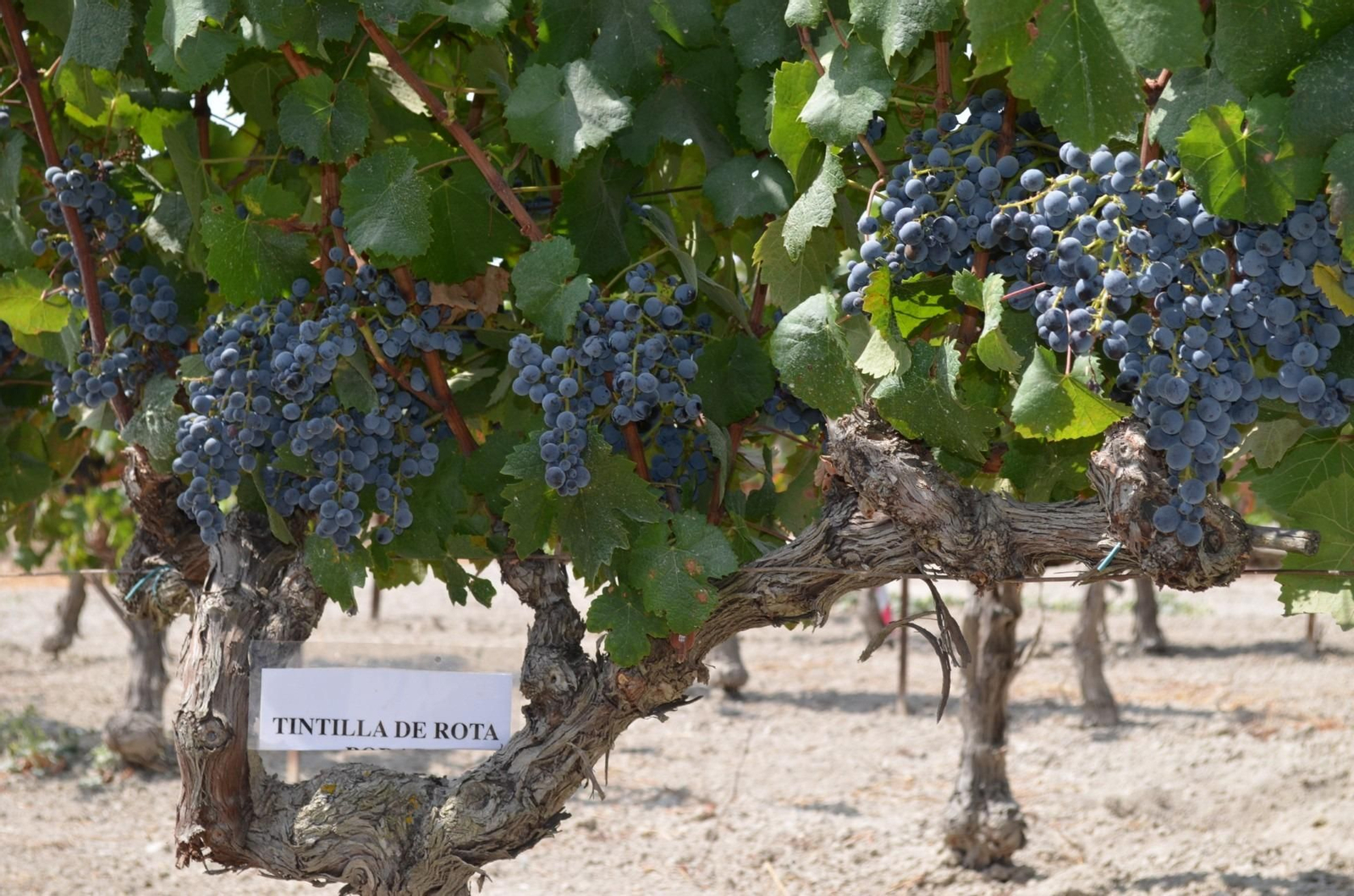 Cepas de Tintilla de Rota, la histórica varietal considerada por el Ministerio una ‘sinonimia’ de la Graciano de Rioja.