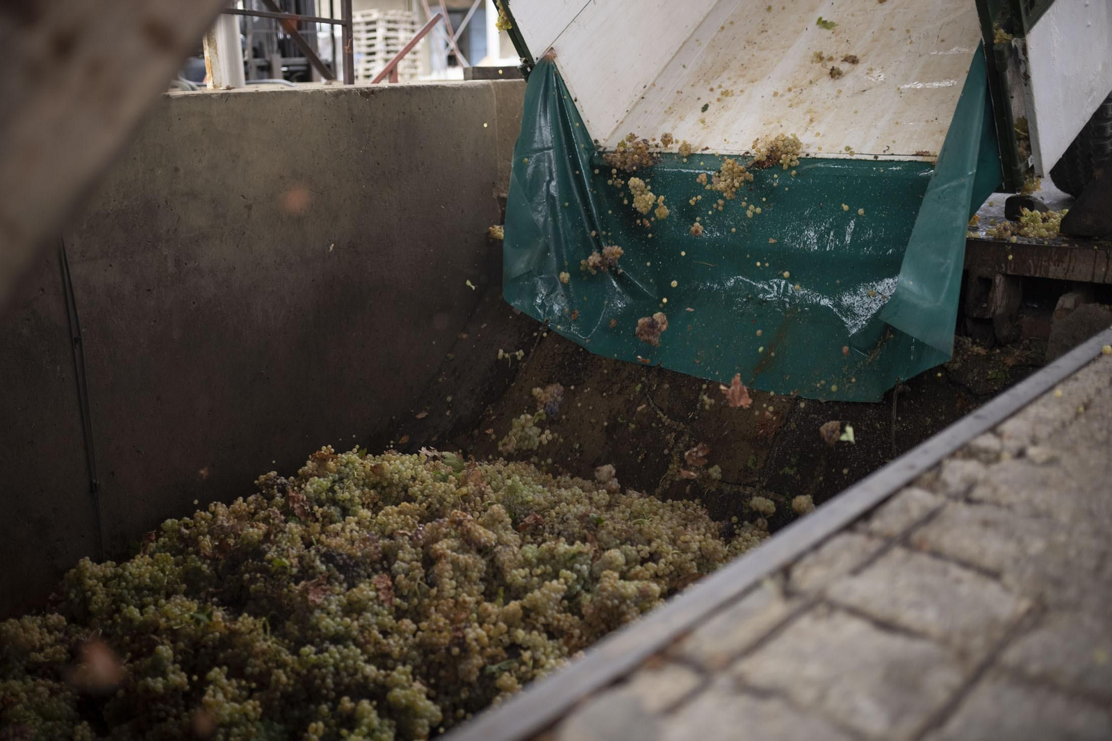 Imágenes de la vendimia en el Condado de Huelva