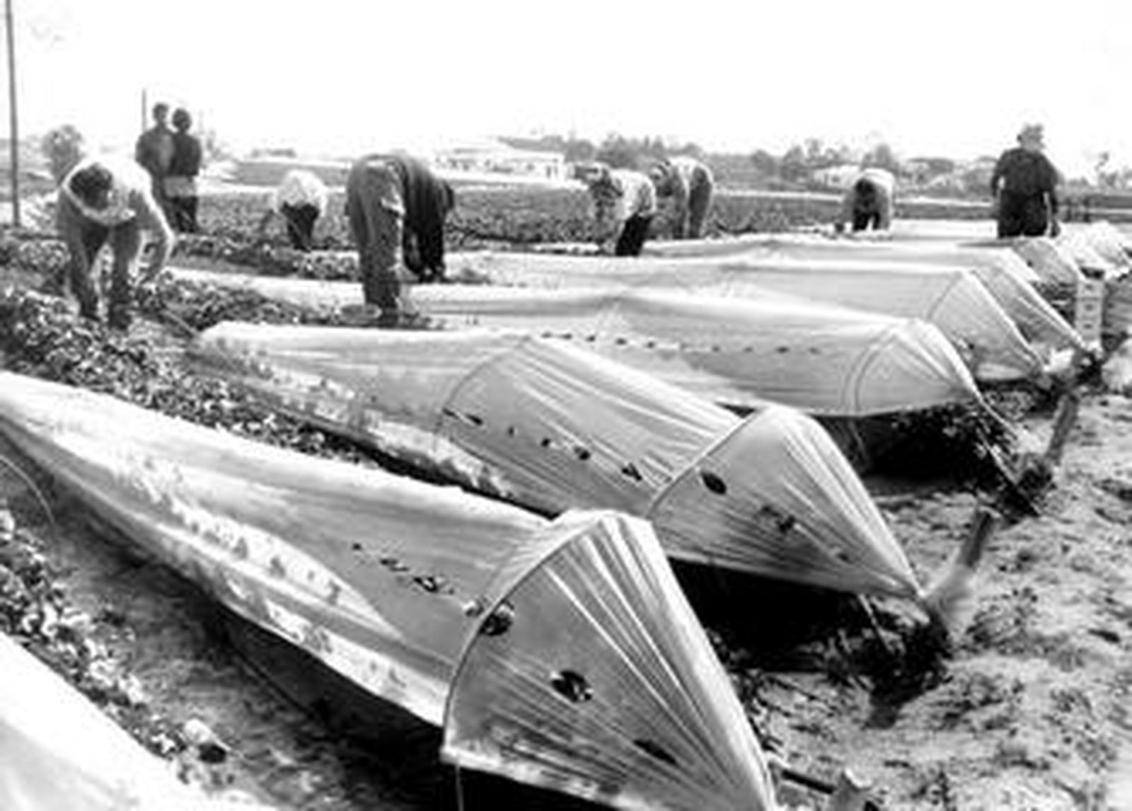 Zona fresera palerma, con la Refinería al fondo.