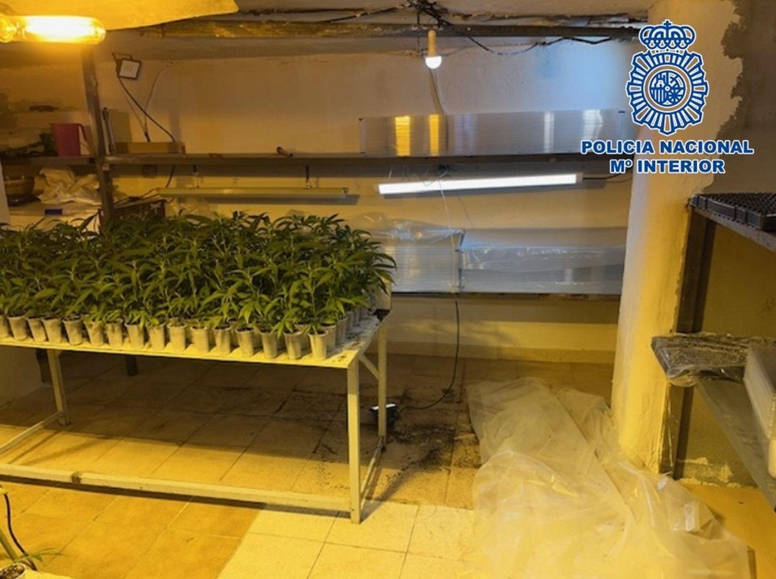 La Policía Nacional desmantela una plantación de marihuana establecida en los sótanos de un edificio de la zona Norte