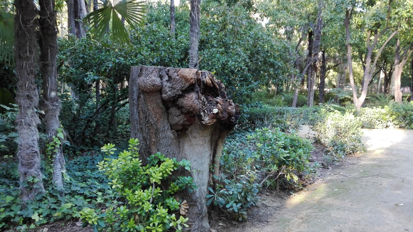 Otro tronco cortado en el Parque de María Luisa.