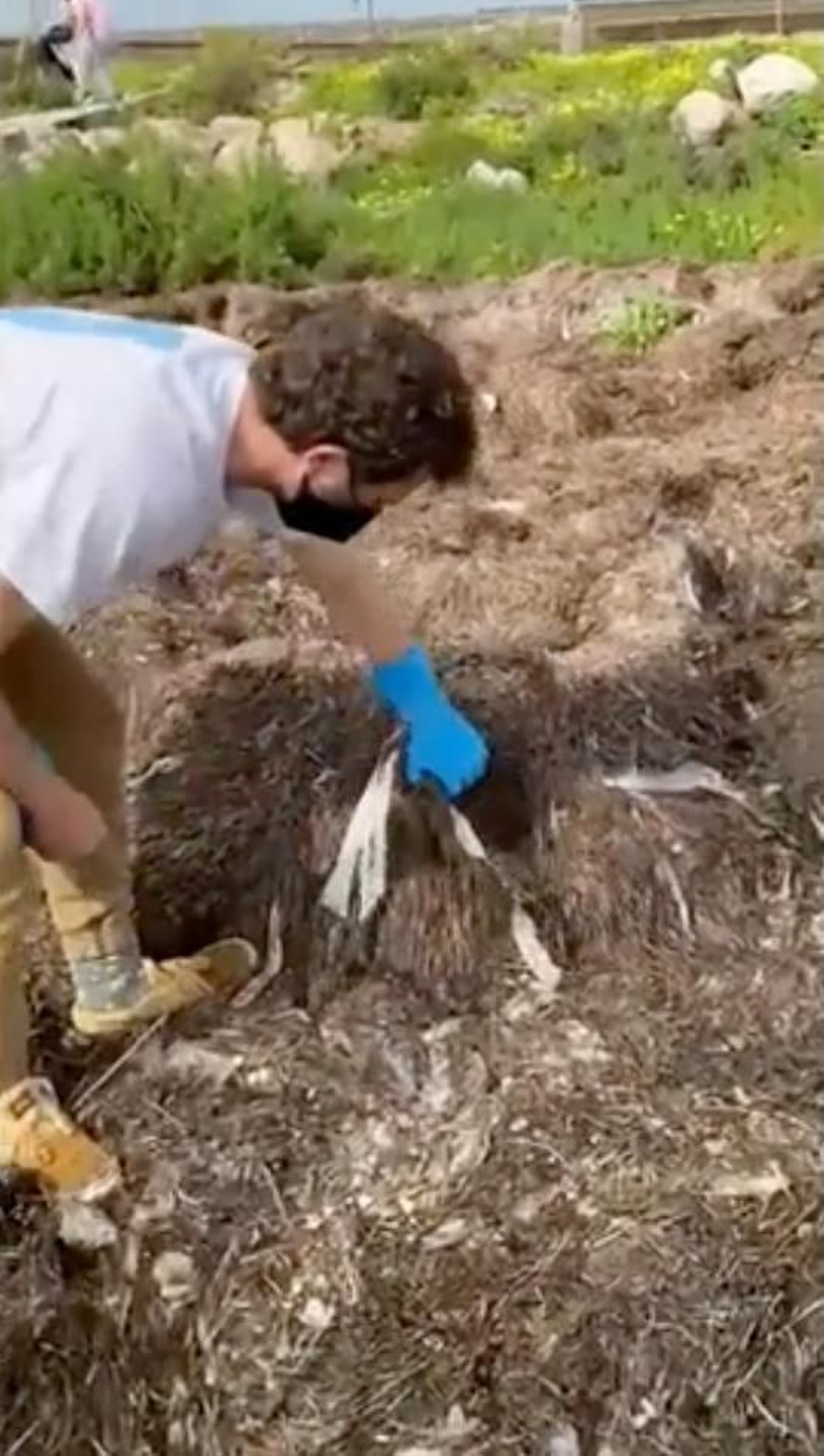 Álvaro Boto, de Zero Waste, muestra parte de la gran cantidad de toallitas higiénicas que se acumularon en una playita de la Bahía.