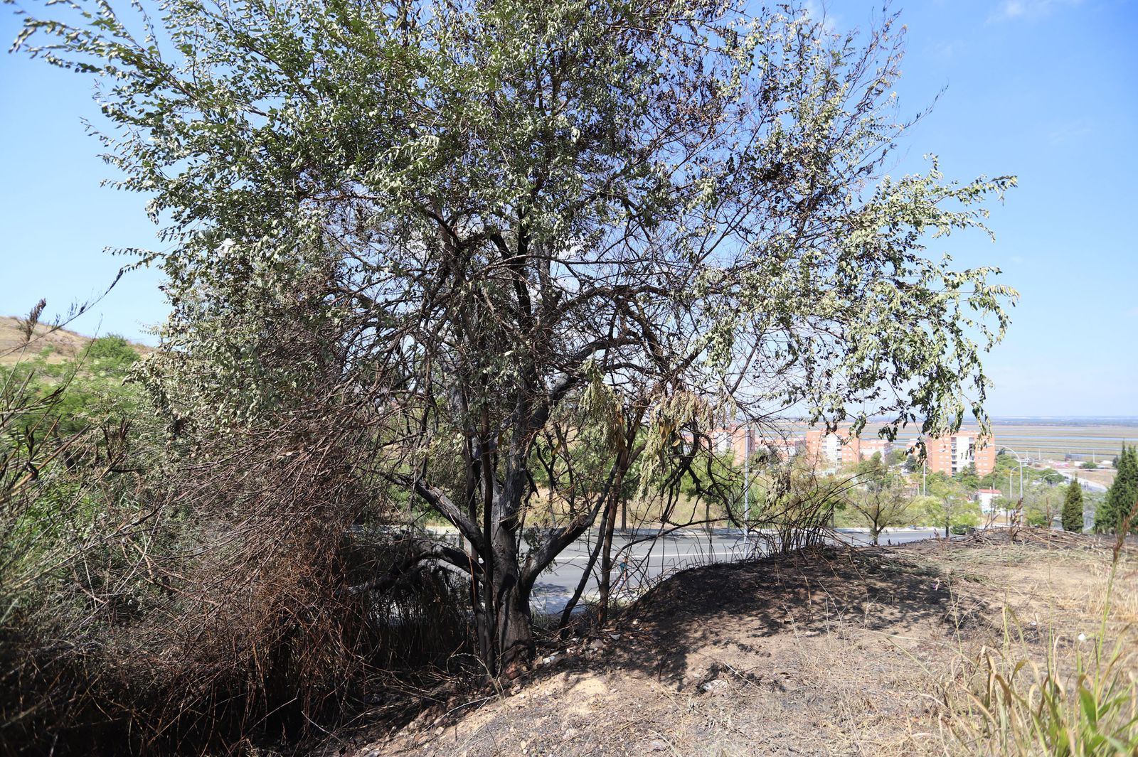 Imágenes de la ladera del Santuario de la CInta calcinadas por un incendio