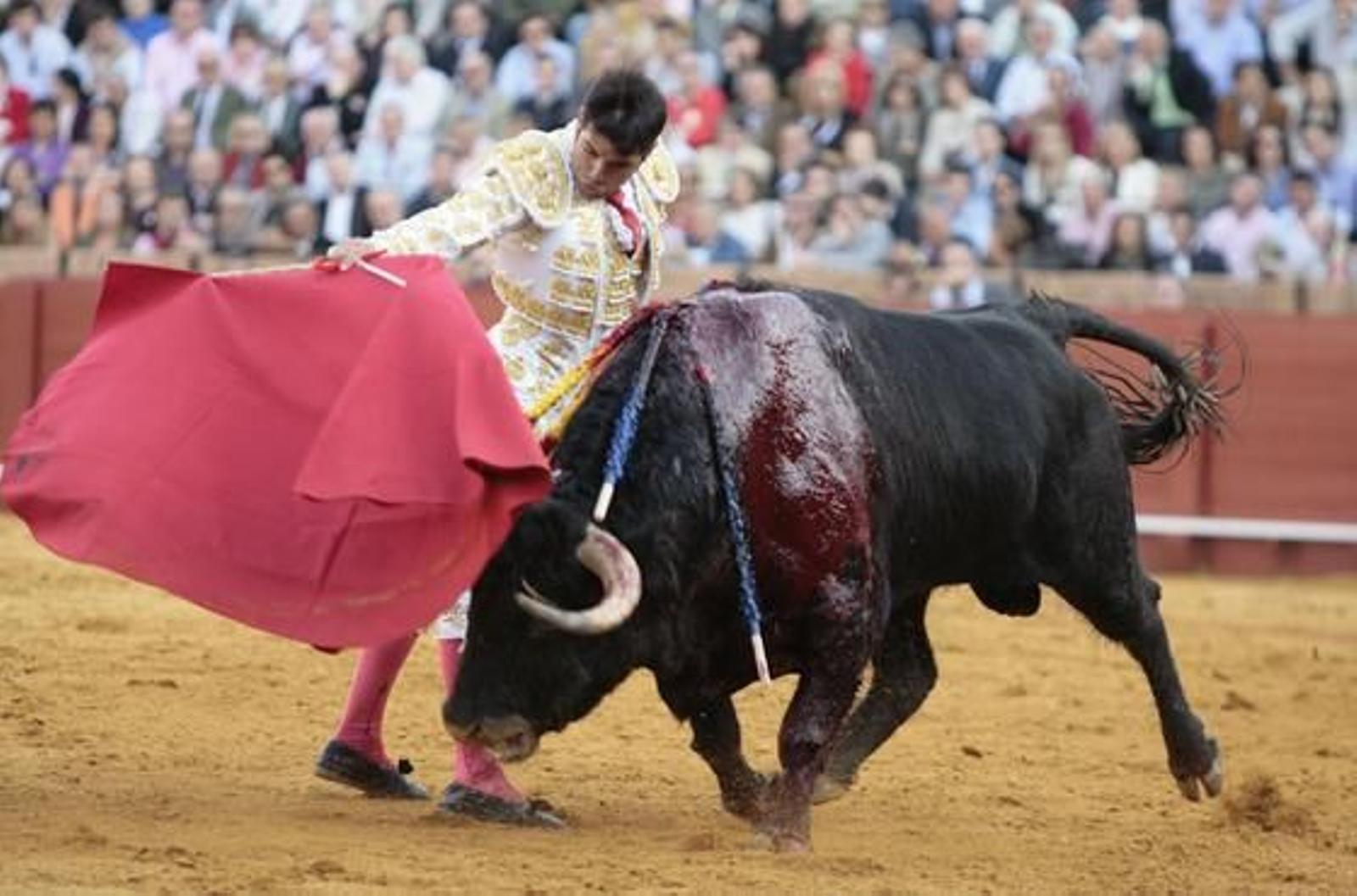 Los astados de Pereda se mostraron demasiado mansos en la plaza sevillana. 

Foto: Juan Carlos Muñoz