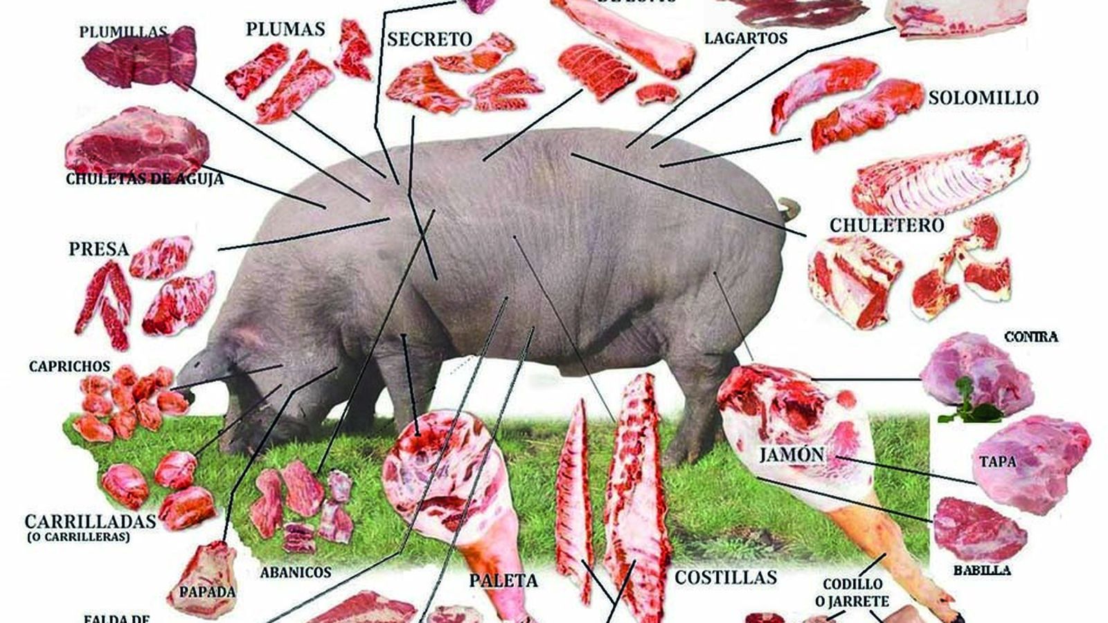 Despiece del porcino ibérico