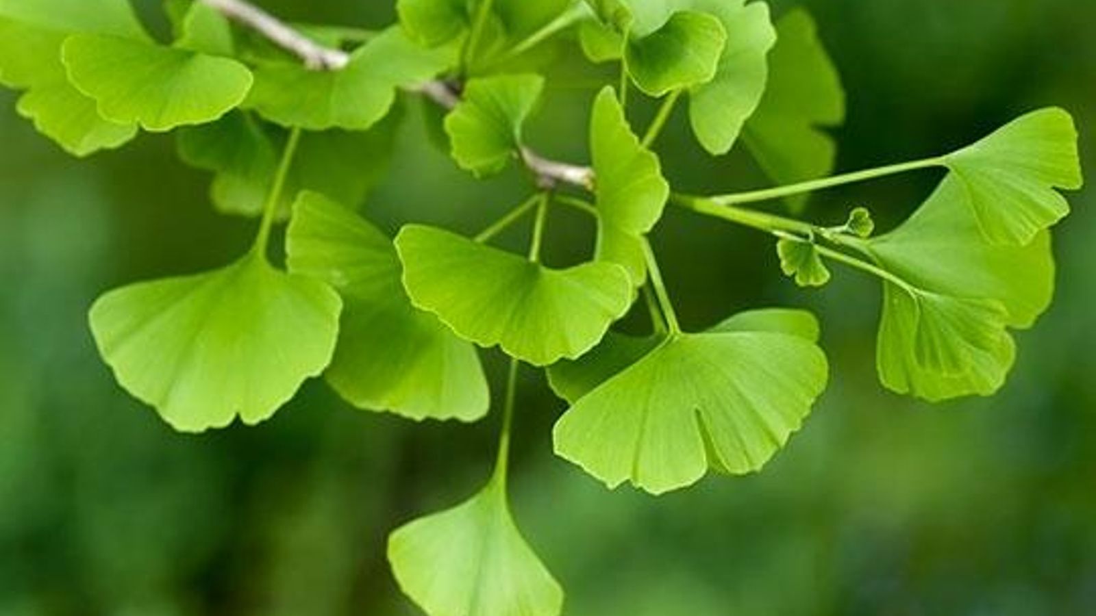 Ginkgo biloba.