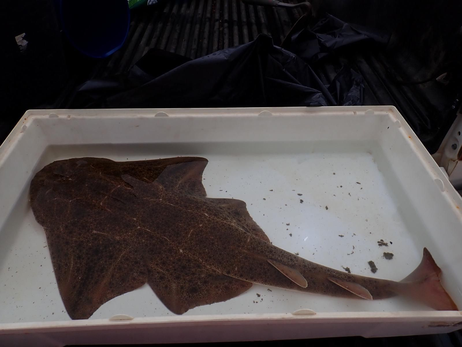El tiburón ángel que fue devuelto al mar en La Línea.