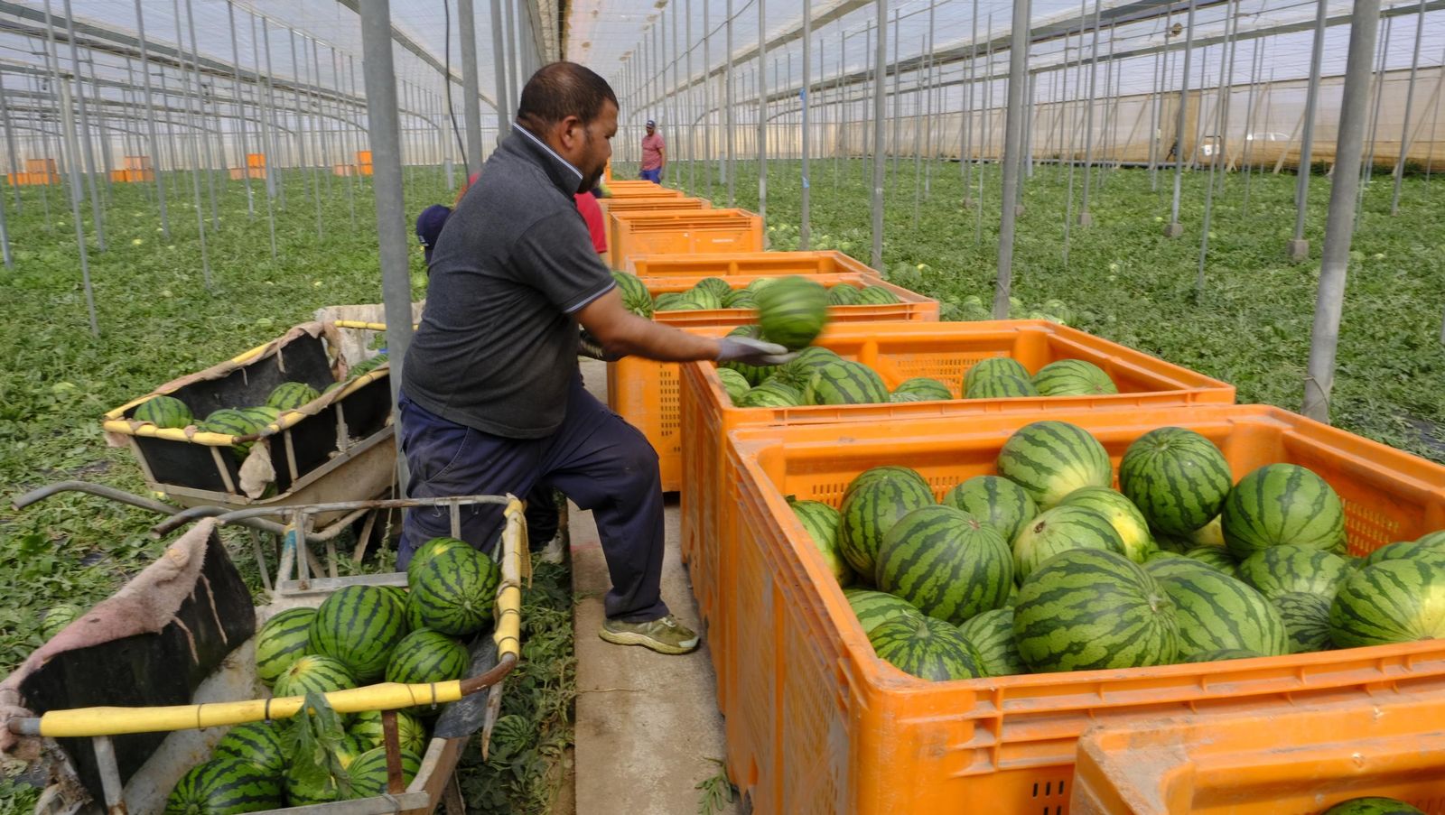 Imágenes de las primeras sandías que salen de Almería esta campaña