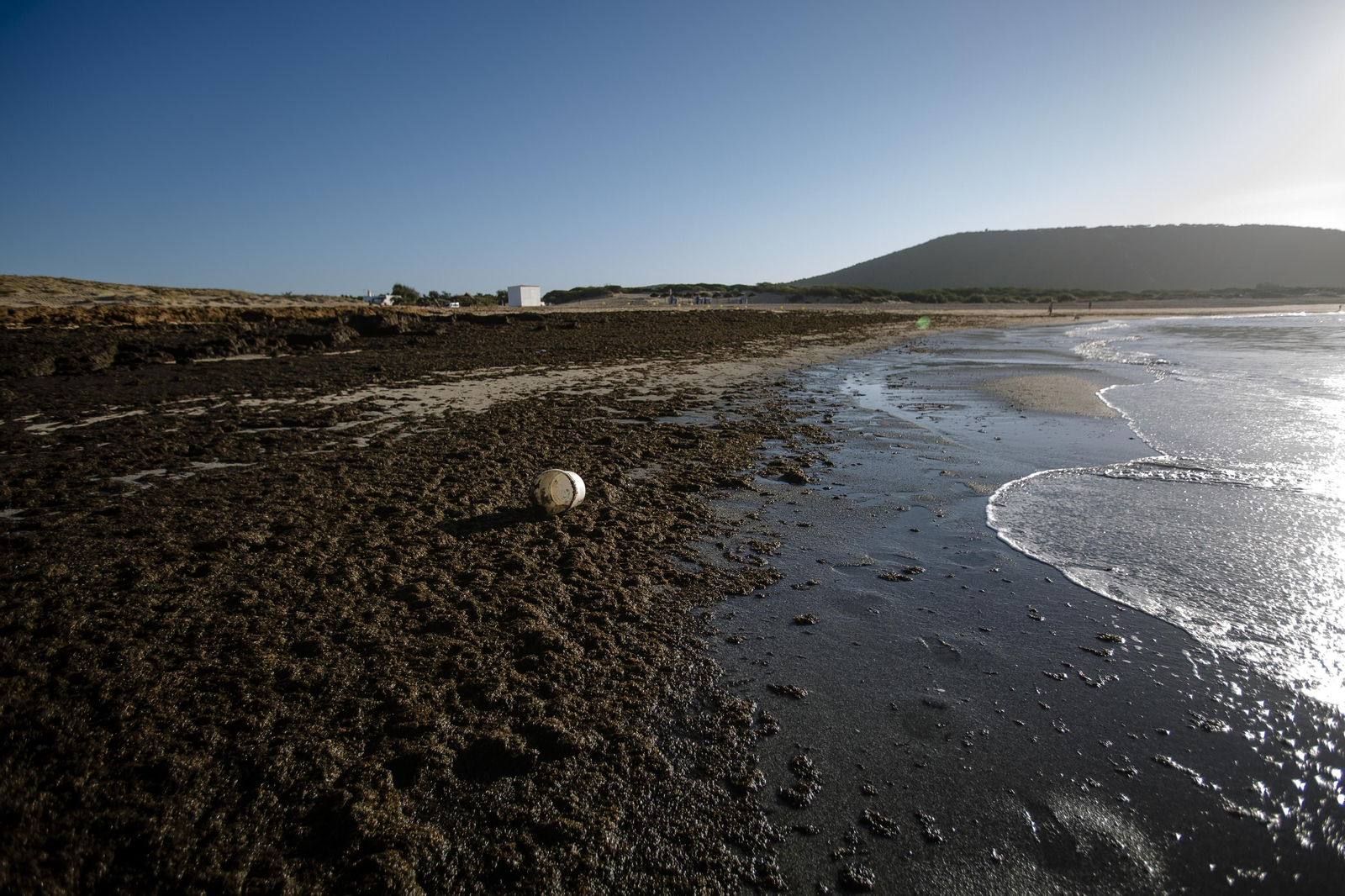 El alga asiática invade de nuevo la playa de Los Caños de Meca
