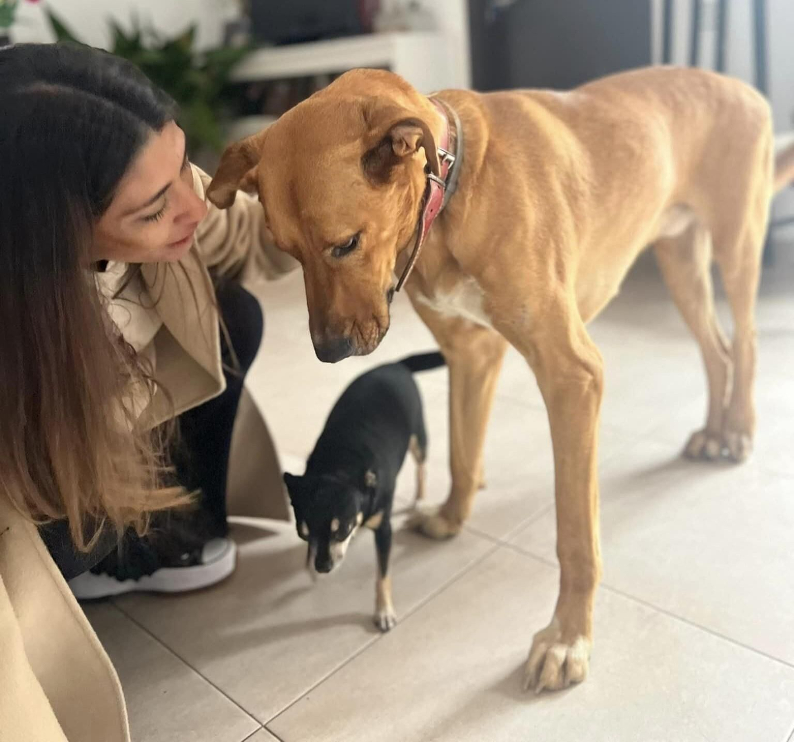 La entrañable historia de Martín: el perrito que se perdió en Isla Cristina y después de 13 días ya está en casa