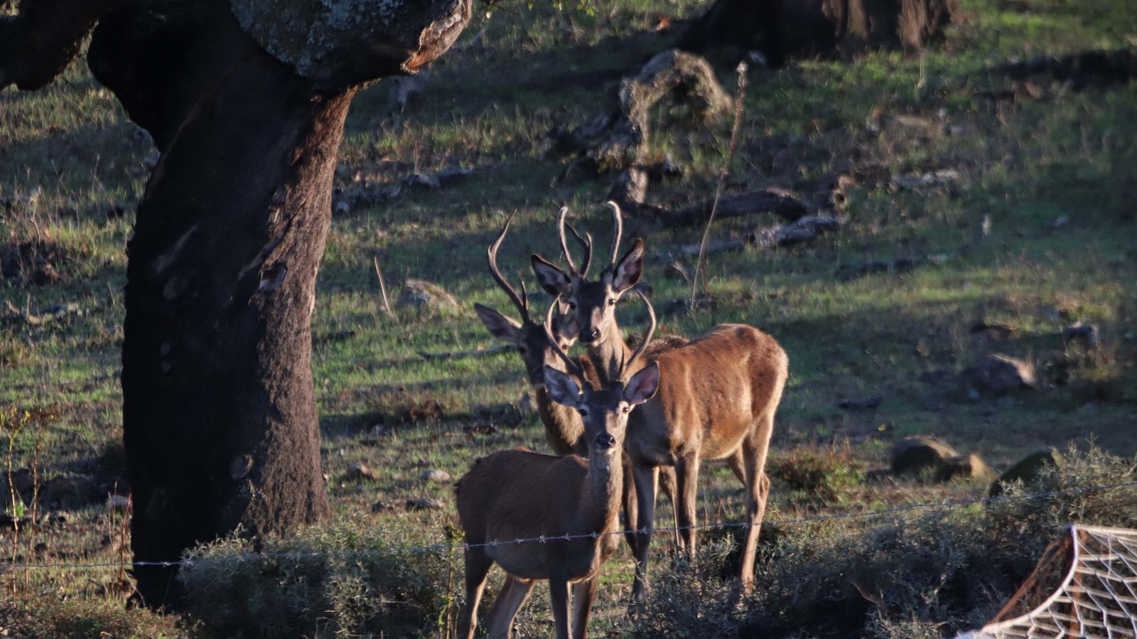 Fotos de la berrea en el Campo de Gibraltar