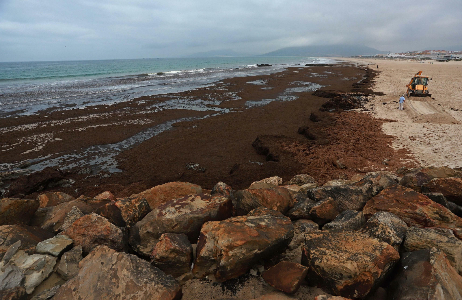 Las mejores fotos de la retirada de algas en las playas de Tarifa