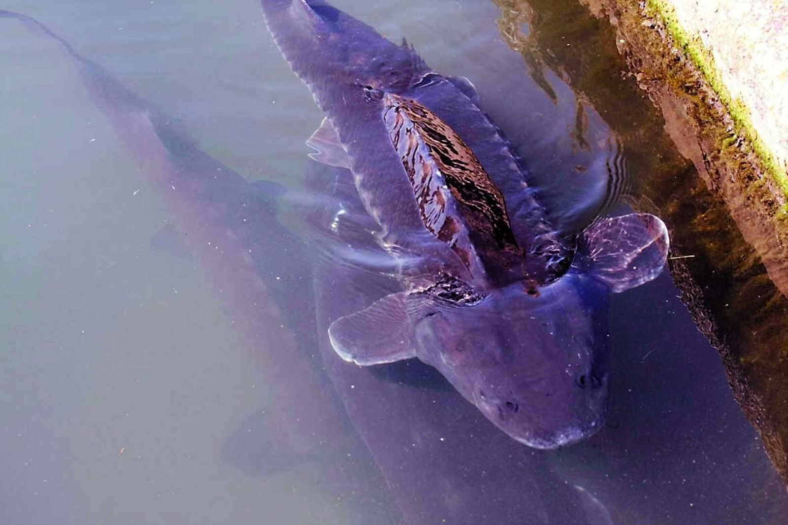 Un esturión en la piscifactoría de Riofrío