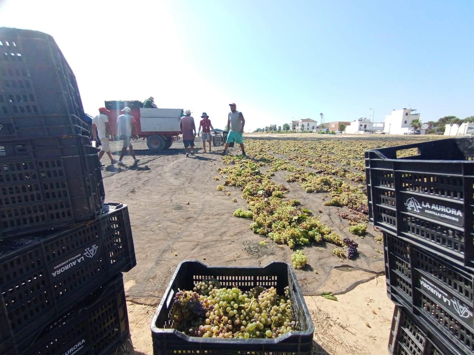 La vendimia de Montilla-Moriles