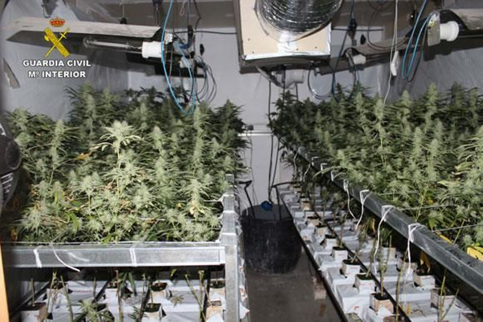 La Guardia Civil desmantela una plantación de marihuana La Guardia Civil desmantela una plantación de marihuana