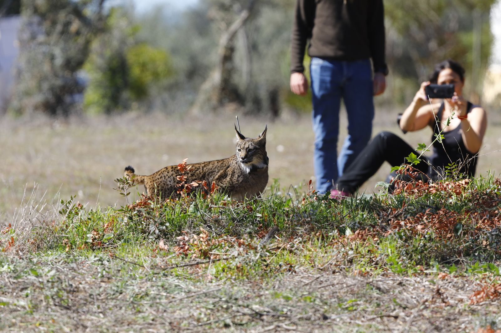 La suelta de la lincesa Salema en el Guadalmellato de Córdoba, en fotografías.