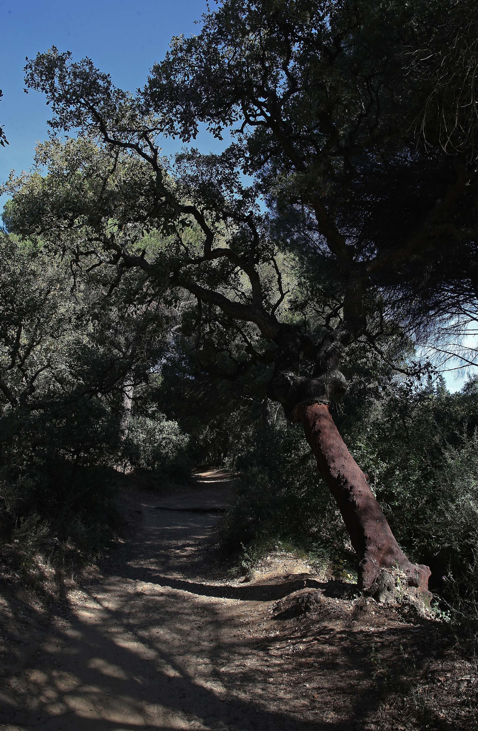 El Pinar del Rey de San Roque, en imágenes
