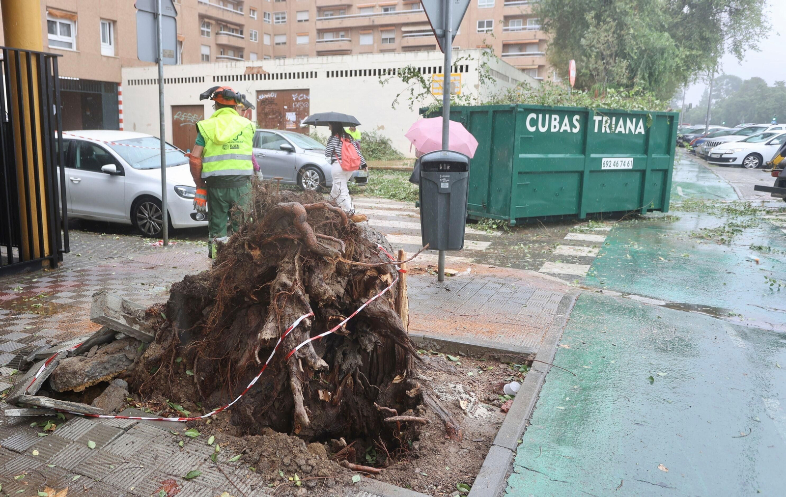 Estado en el que ha quedado el árbol que se ha desplomado junto al Colegio de los Padres Blancos.