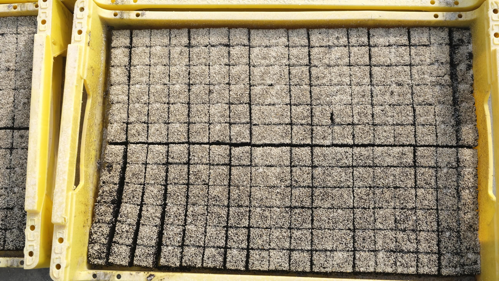 Desde Cuevas del Almanzora para el resto del mundo, las mejores escarolas con Cuadraspania, en imágenes