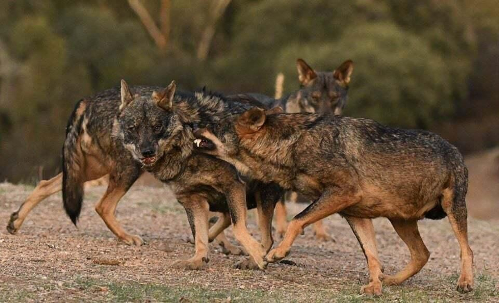 Así es la manda de 20 lobos que habita en una finca sevillana de Las Pajanosas.