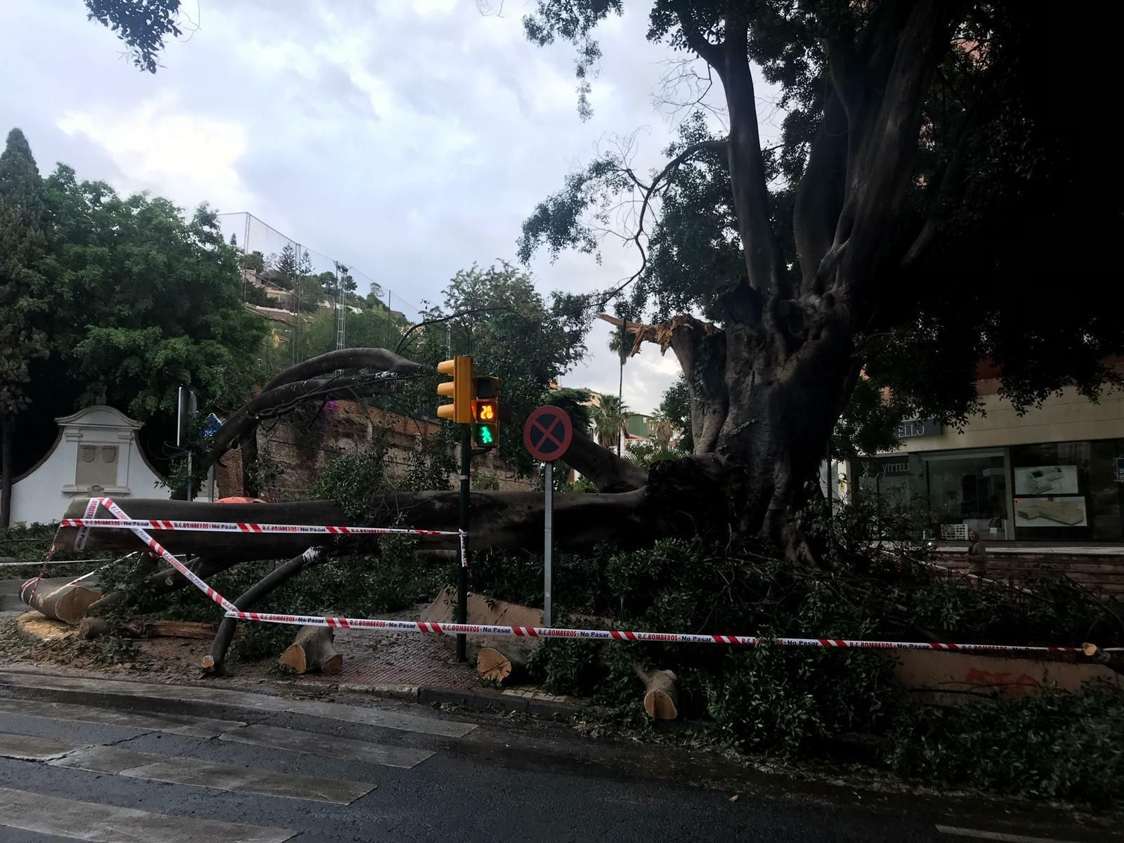 El estado del ficus de la fuente de Reding tras la tormenta