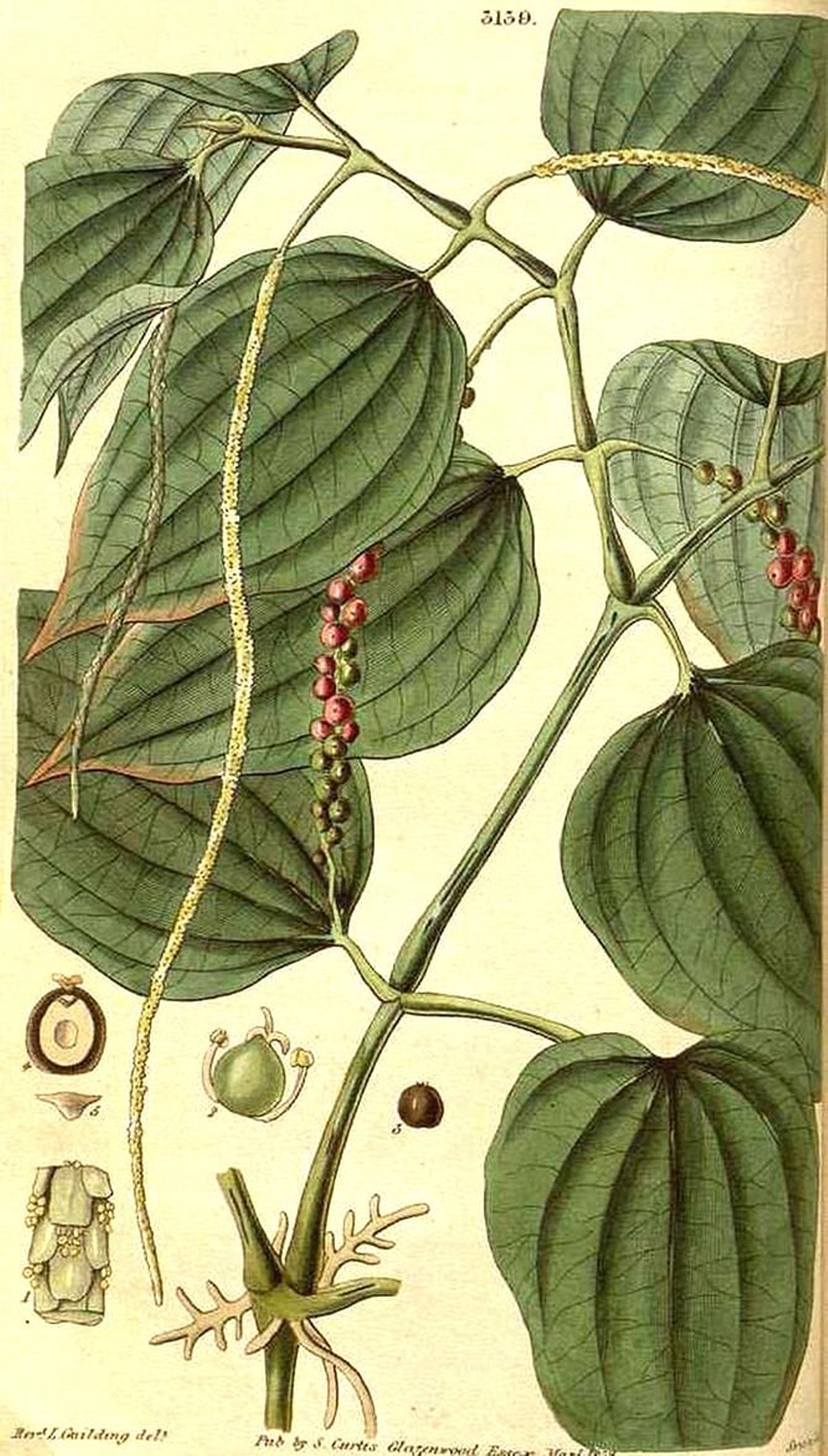 Pimienta negra. Fuente: IAPH.