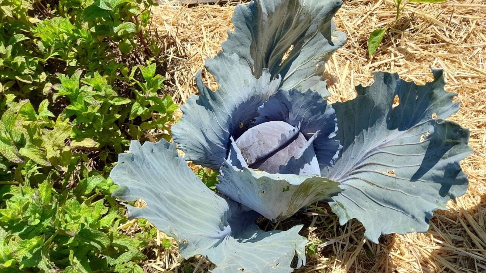 Una espectacular col lombarda del huerto de Finca Alfoliz