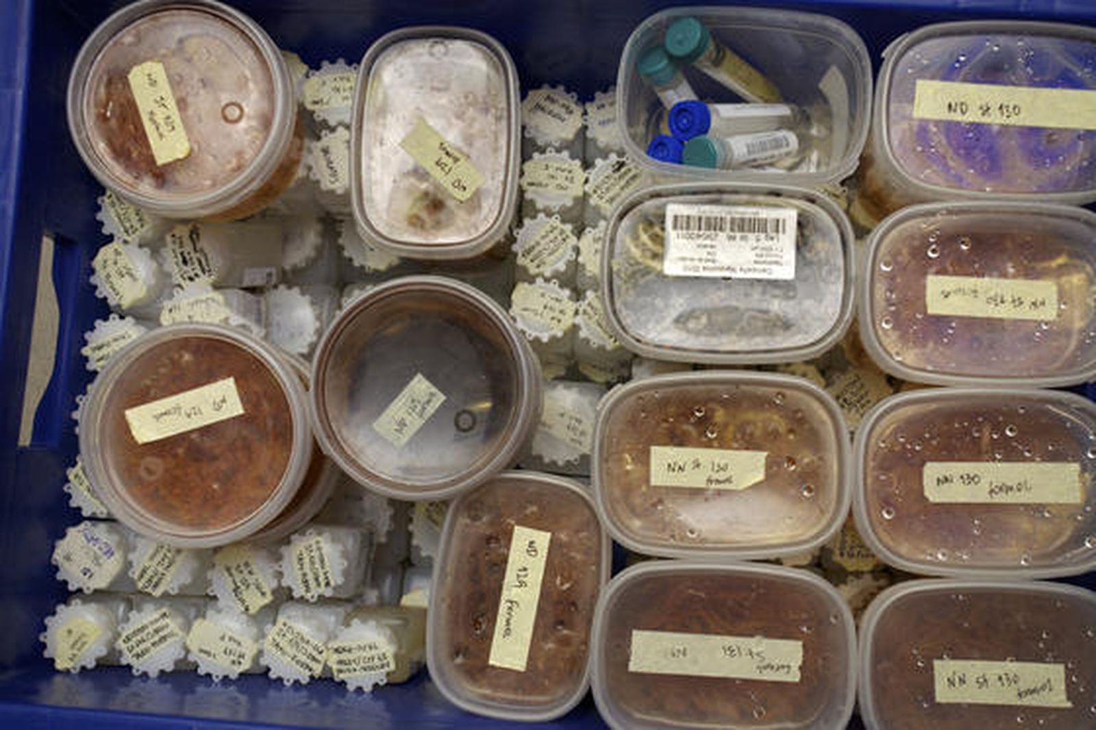 Muestras tomadas durante la expedición.

Foto: CSIC