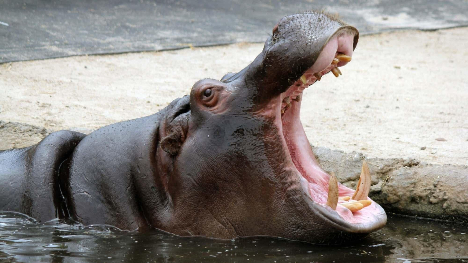 Hipopótamos, los majestuosos animales gigantes con aspecto dulce pero muy peligrosos