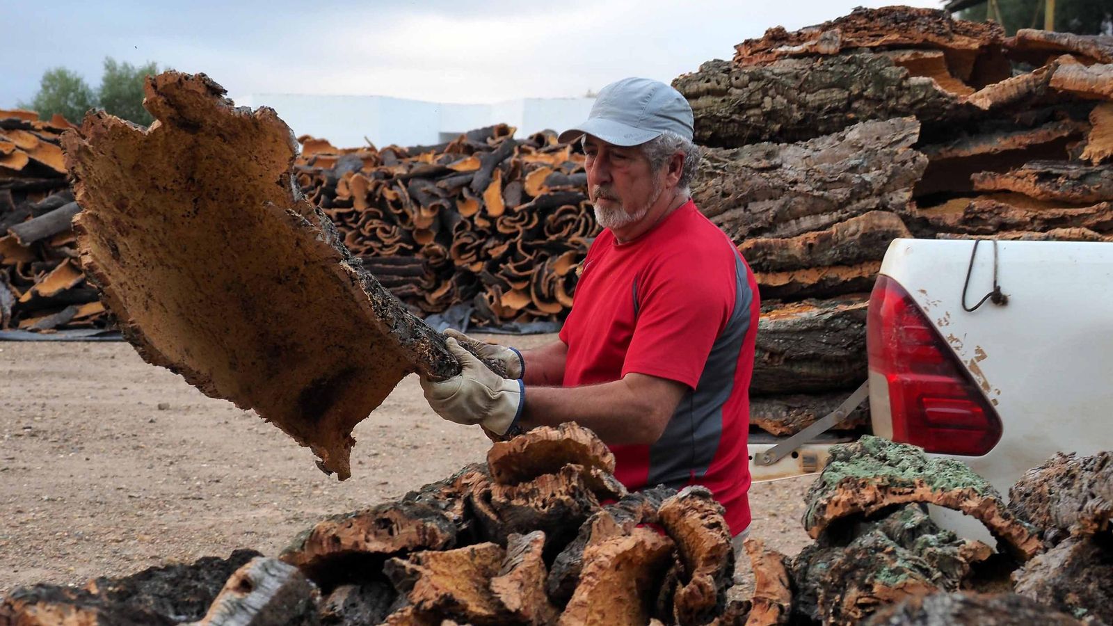 Un productor descarga en la Cooperativa de Berrocal una carga de corcho bornizo recién extraido del alcornoque Un productor descarga en la Cooperativa de Berrocal una carga de corcho bornizo recién extraido del alcornoque