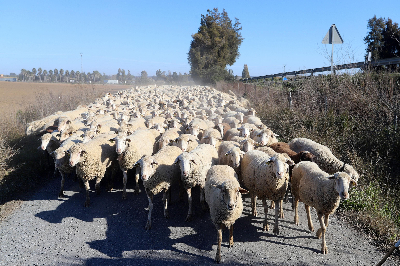 Imágenes del pastoreo de ovejas en Almonte
