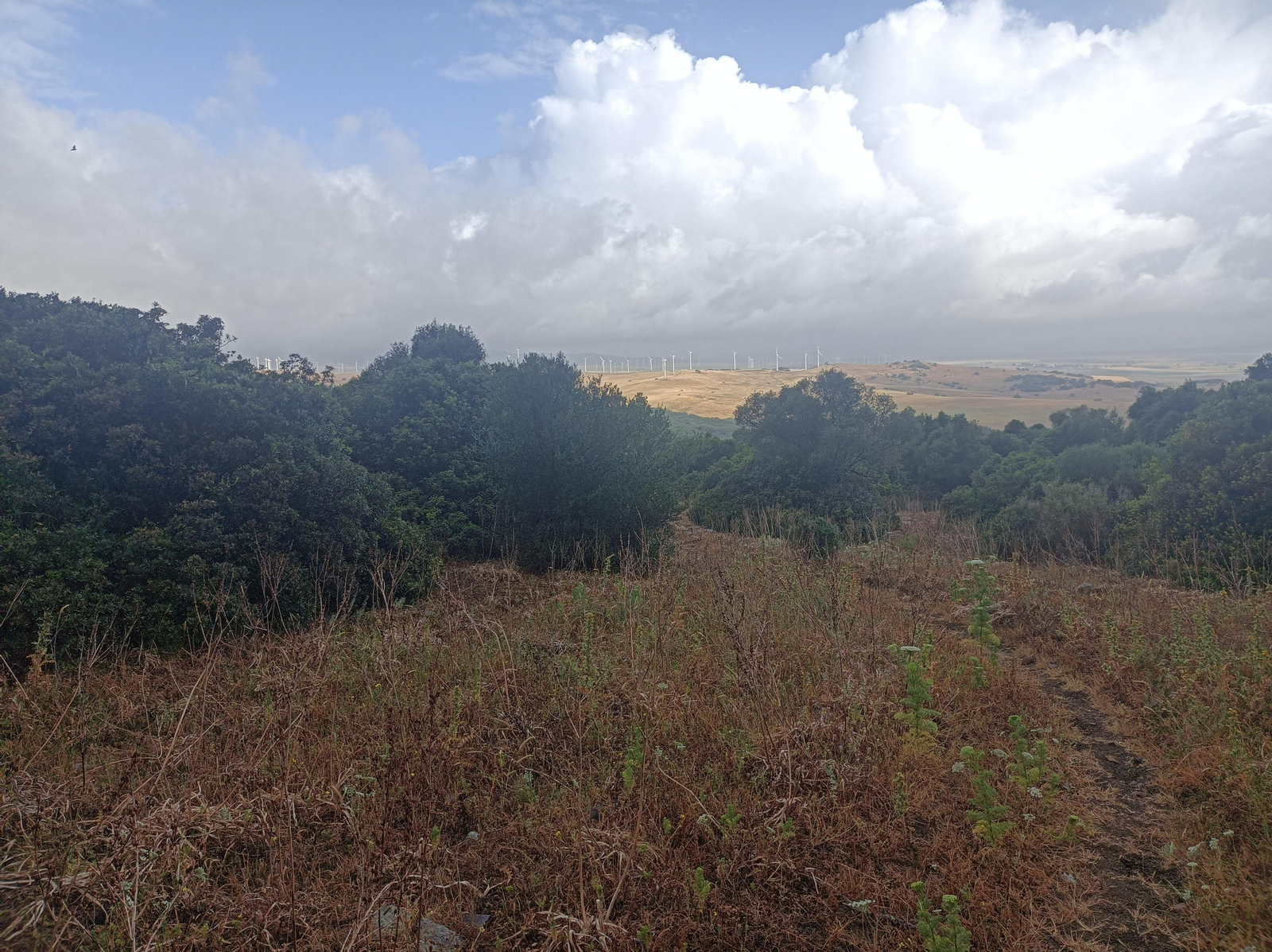 Avanzando por El Acebuchal hasta alcanzar cotas más bajas.