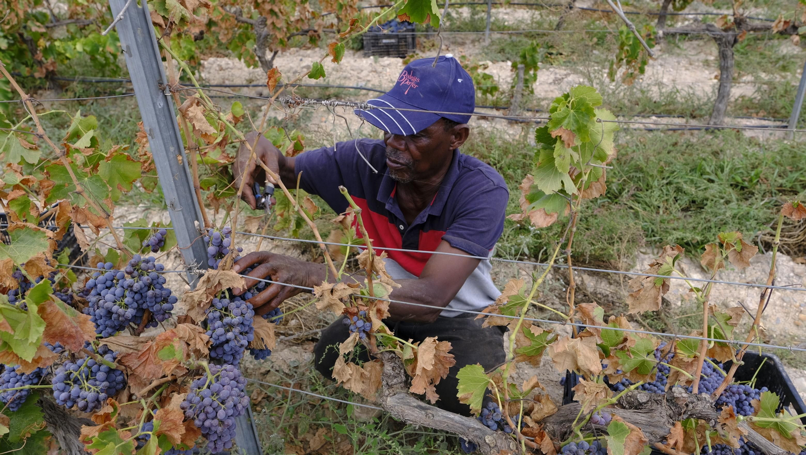 Llega la vendimia a las Bodegas Perfer, en Uleila del Campo